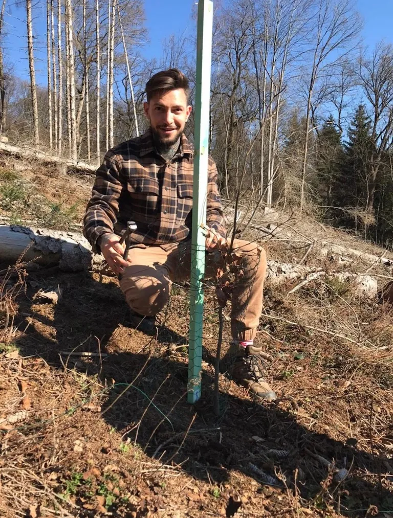Patrick Köllner an einem frisch gepflanzten Baum auf einer vom Borkenkäfer geschädigten Waldfläche